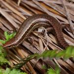Southern skink (southern Stewart Island). <a href="https://www.instagram.com/nickharker.nz/">© Nick Harker</a> 