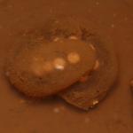 Hochstetter's frog eggs (Coromandel Peninsula). <a href="https://www.instagram.com/nickharker.nz/">© Nick Harker</a> 
