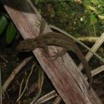 Open Bay Islands gecko (Open Bay Islands). © Colin Miskelly: <a href="https://blog.tepapa.govt.nz/2016/10/18/critters-of-taumaka-open-bay-islands/">Sourced from Te Papa Blogs</a>