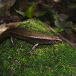 Taumaka skink (Open Bay Islands). © Colin Miskelly: <a href="https://blog.tepapa.govt.nz/2016/10/18/critters-of-taumaka-open-bay-islands/">Sourced from Te Papa Blogs</a>