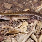 Aorangi skink (Aorangi Island, Poor Knights). © Colin Miskelly: <a href="https://blog.tepapa.govt.nz/2013/02/16/reptiles-of-the-poor-knights-islands/">Sourced from Te Papa Blogs</a>