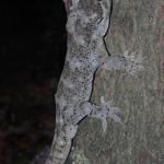 Duvaucel's gecko (Aorangi Island, Poor Knights). © Colin Miskelly: <a href="https://blog.tepapa.govt.nz/2013/02/16/reptiles-of-the-poor-knights-islands/">Sourced from Te Papa Blogs</a>