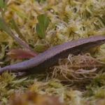 Hardy's skink (Aorangi Island, Poor Knights). © Colin Miskelly: <a href="https://blog.tepapa.govt.nz/2013/02/16/reptiles-of-the-poor-knights-islands/">Sourced from Te Papa Blogs</a>