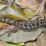 Poor Knights Gecko (Aorangi Island, Poor Knights). © Colin Miskelly: <a href="https://blog.tepapa.govt.nz/2013/02/16/reptiles-of-the-poor-knights-islands/">Sourced from Te Papa Blogs</a>