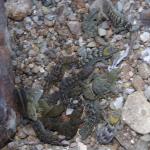 A group of Poor Knights Gecko (Aorangi Island, Poor Knights). © Colin Miskelly: <a href="https://blog.tepapa.govt.nz/2013/02/16/reptiles-of-the-poor-knights-islands/">Sourced from Te Papa Blogs</a>