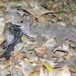 Tuatara predating upon a young bellbird (Aorangi Island, Poor Knights). © Colin Miskelly: <a href="https://blog.tepapa.govt.nz/2013/02/16/reptiles-of-the-poor-knights-islands/">Sourced from Te Papa Blogs</a>