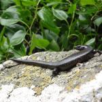 Chatham's skink (Mangere Island). © Sarah Forder