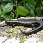 Chatham's skink (Mangere Island). © Sarah Forder