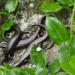 Chatham's skink (Mangere Island). © Sarah Forder