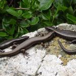 Chatham's skink (Mangere Island). © Sarah Forder