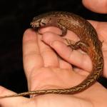 Adult male chevron skink on hand (Aotea / Great Barrier Island). <a href="https://www.instagram.com/nickharker.nz/">© Nick Harker</a> 