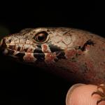 Adult male chevron skink showing facial markings (Aotea / Great Barrier Island). <a href="https://www.instagram.com/nickharker.nz/">© Nick Harker</a> 