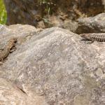 A family group of Cunningham's skink, Adelaide, South Australia. <a href="https://inaturalist.nz/people/samgordon">© Sam Gordon</a>