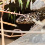 Cunningham's skink, Adelaide, South Australia. <a href="https://inaturalist.nz/people/samgordon">© Sam Gordon</a>