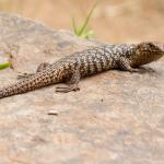 Cunningham's skink, Adelaide, South Australia. <a href="https://inaturalist.nz/people/samgordon">© Sam Gordon</a>