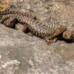 A family group of Cunningham's skink, Adelaide, South Australia. <a href="https://inaturalist.nz/people/samgordon">© Sam Gordon</a>