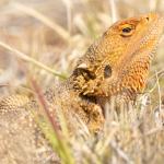 Central bearded dragon, Alice Springs, Northern Territory. © Nick Volpe