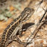 juvenile central bearded dragon, Broken Hill, New South Wales. © Shirley Claassen