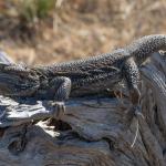 Central bearded dragon, Brookfield Conservation Park, South Australia. © Joshua S. Martin