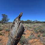 Central bearded dragon, Calperum Station, South Australia. © Max Tibby