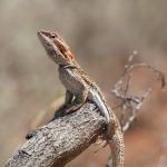 Central bearded dragon, Cowell, South Australia. © Graham Armstrong