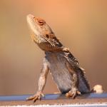 Central bearded dragon, Euabalong, New South Wales. © Nicole & Matt Leach