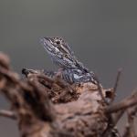 A juvenile central bearded dragon, Flinders Ranges, South Australia. © Joshua S. Martin