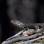 Cunningham's skink, Gibraltar Range, New South Wales. © Philip Griffin