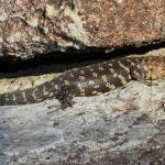 Cunningham's skink, Gibraltar Range, New South Wales. © Lachlan Copeland