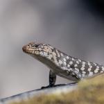 Cunningham's skink, Gibraltar Range, New South Wales. © Phillip Griffin