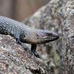 Cunningham's skink, Jindabyne, New South Wales. © Florian Gschwind