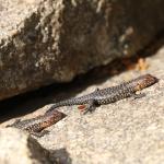 Cunningham's skink, Little River, Victoria. © Vojtěch Víta