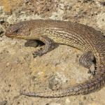 Cunningham's skink, Melbourne, Victoria. © Nick Volpe