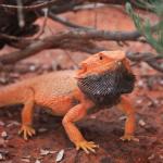 Central bearded dragon, Mereenie, Northern Territory. © Denis Grange