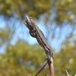 Central bearded dragon, Mitchellville, South Australia. © Graham Armstrong