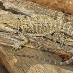 A juvenile central bearded dragon, Mungo National Park, New South Wales. © Nick Volpe