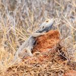 Central bearded dragon, North Bourke, New South Wales. <a href="https://www.instagram.com/jimchurches/">© James Churches</a>