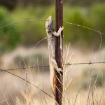 Central bearded dragon, North Bourke, New South Wales. <a href="https://www.instagram.com/jimchurches/">© James Churches</a>