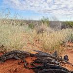 Central bearded dragon, Olympic Dam, South Australia. © Max Tibby