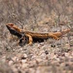 Central bearded dragon, Port Augusta, South Australia. © Joshua S. Martin