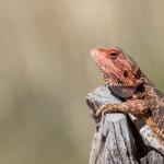 Central bearded dragon, Port Augusta, South Australia. <a href="https://inaturalist.nz/people/samgordon">© Sam Gordon</a>