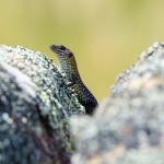 Cunningham's skink, Rendezvous Creek, Australian Capital Territory. <a href="https://www.instagram.com/jimchurches/">© James Churches</a>