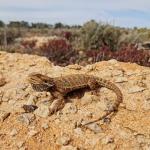 Central bearded dragon, Silverton, New South Wales. © Max Tibby