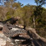 Cunningham's skink, Sydney, New South Wales. © Tom Frisby