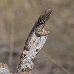 Central bearded dragon, Taylorville Station, South Australia. © Joshua S. Martin