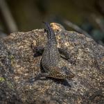 Cunningham's skink, Tennent, Australian Capital Territory. © Richard Taylor