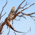 Central bearded dragon, Tibooburra, New South Wales. <a href="https://www.instagram.com/jimchurches/">© James Churches</a>