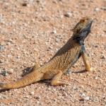 Central bearded dragon, Tibooburra, New South Wales. <a href="https://www.instagram.com/jimchurches/">© James Churches</a>