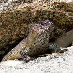 Cunningham's skink, Tidbinbilla, Australian Capital Territory. © Korinne McDonnell