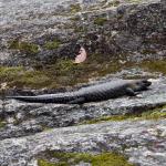 Cunningham's skink, Tidbinbilla, Australian Capital Territory. © Korinne McDonnell